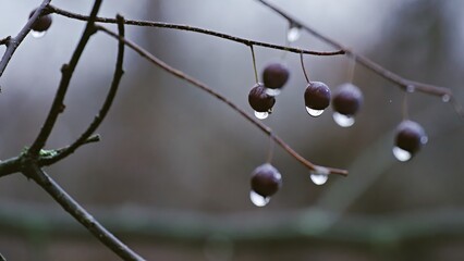 Moody forest berries glistening after cold November rain 