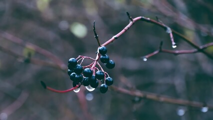 Closeup of black berries hanging from wet crimson stems 