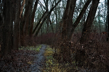 Obraz premium Dark and moody path winding through a dense, spooky forest during late autumn 