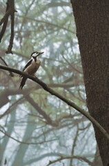 Calm foggy woodland scene with focused woodpecker and blurred branches