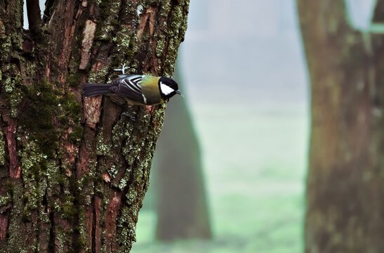 Tit perched on lichen covered bark in park 