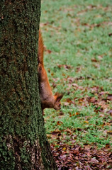 Curious red squirrel hanging upside down on tree trunk