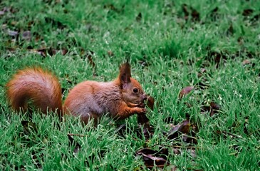 Eurasian red squirrel with bushy tail actively feeding in the cool morning dew 