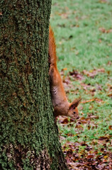 Wild park squirrel frozen mid climb against mossy bark