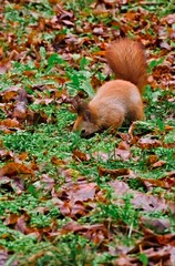 Small furry animal concentrating on the ground, surrounded by rich seasonal color palette 