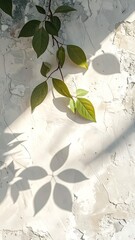 Green leaves, branches, and shadows on textured, off-white wall. Sunny, aesthetic