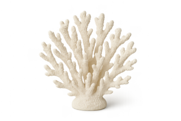 White coral skeleton decor isolated on transparent background