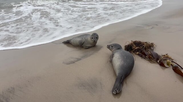 Nahaufnahme von zwei  Kegelrobben, die am Strand liegen 