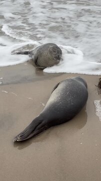 Nahaufnahme von zwei Kegelrobben am Strand von Grenen, Nahe Skagen in D&auml;nemark