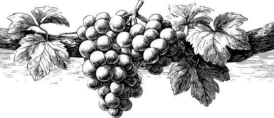 Obraz premium Vintage decorative engraving of hanging grapes bunch for label and poster design
