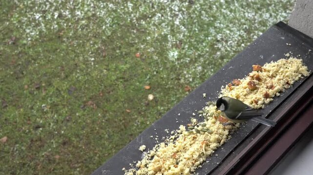 Great Tit eats food on window, winter (Parus major) - (4K)