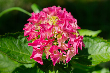 Bursts of red and yellow flower bloom in spring. Hydrangea macrophylla is a species of flowering plant in the family Hydrangeaceae, macro