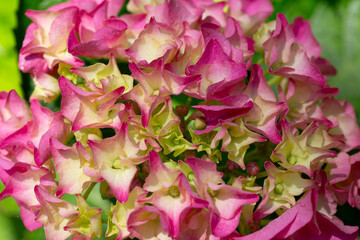 Bursts of red and yellow flower bloom in spring. Hydrangea macrophylla is a species of flowering plant in the family Hydrangeaceae, macro