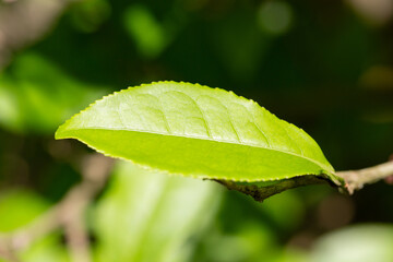 The tea plant (Camellia sinensis) belongs to the order Theales, family Theaceae. Tea is a herbaceous plant that has green leaves and the tops of the leaves are used to make tea.