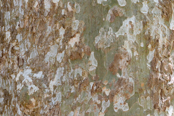 Detailed close-up of plane tree bark showcasing a variety of natural textures and earthy colors. Highlights the intricate patterns formed by peeling and layered bark surfaces.