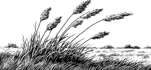 Naklejka premium Engraved decorative illustration of dry meadow stalks bending in the wind with retro design for posters