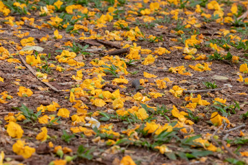 Horizontal close-up of yellow and orange petals scattered over brown soil. Green groundcover foliage amidst the petals creates lines of contrast in the ground-level perspective.