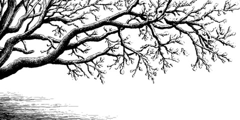 Obraz premium Intricate frost trails on tree branches for winter decor and design