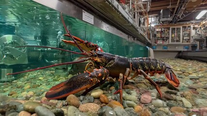 Medium shot capturing detailed brushing and debris removal inside the lobster tank during biweekly upkeep to maintain optimal living conditions.