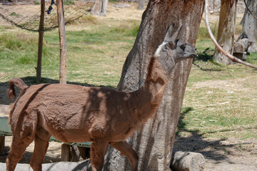 Naklejka premium Camélido andino con pelaje de color café y en posición de perfil