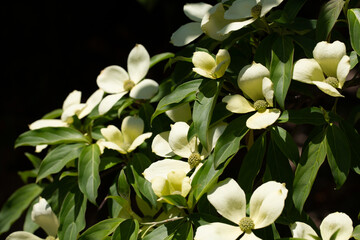 Obraz premium Cornus Capitata tree aka the evergreen dogwood and himalayan strawberry tree. Large white flowers on a tree in the garden.