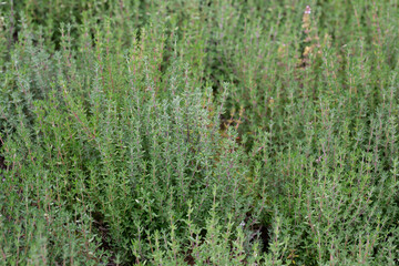 Thymus vulgaris 'Compactus'is a fine herb with green leaves