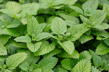 Green leaves of lemon balm melissa officinalis plant in the mint family. Close-up of young leaves...