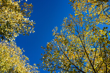Cottonwood Leaves on Branches and Blue Sky