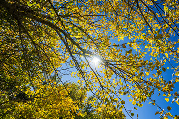 Golden Leaves Fill Blue Sky in Southern California