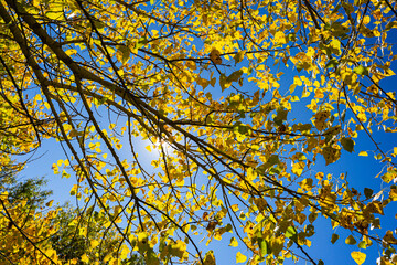Long Branch of Cottonwood Tree with Leaves