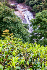 Tea plantation landscape in Sri Lanka