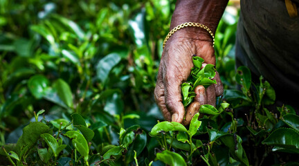 Tea picker woman's hands © Melinda Nagy