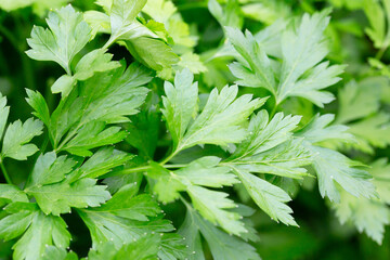 Bright shining green leaves of garden flat-leaf parsley (Petroselinum sativum) in sunlight, growing in organic (bio) private garden in summer. Close up.