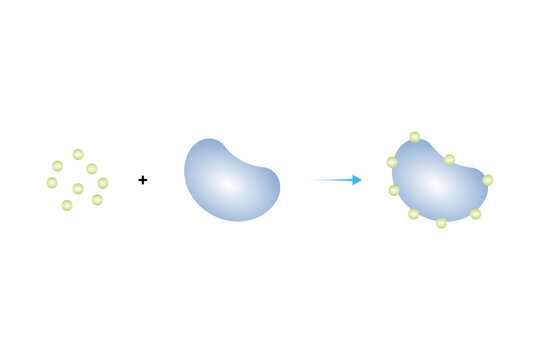 Hapten Conjugation Process Science Design. Vector Illustration.