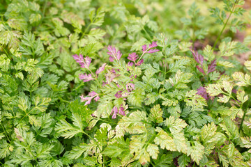 Chervil (Anthriscus cerefolium), beautifully growing chervil in spring time. Background made of colorful leaves of a medicinal plant. Green foliage. Close up view.