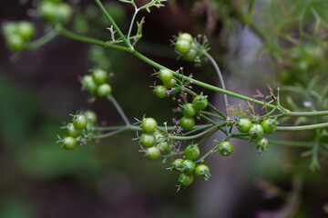 The fruits of the medicinal plant Pimpinella Anisum in the garden on a branch, selective focus.