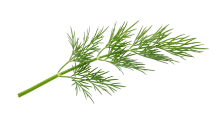 Fresh green dill herb sprig with feathery leaves and stem, isolated on a white or transparent background, cutout, PNG