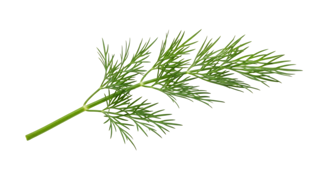Fresh green dill herb sprig with feathery leaves and stem, isolated on a white or transparent background, cutout, PNG - Powered by Adobe