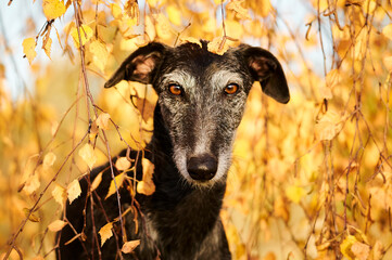 herbstliches Portrait von einem spanischen Windhund
