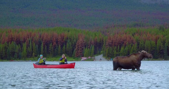 Striking wildlife video showing a moose submerging its head in Maligne Lake while two young kayakers capture the moment. Beautiful interaction between wildlife and outdoor recreation in the Rockies.