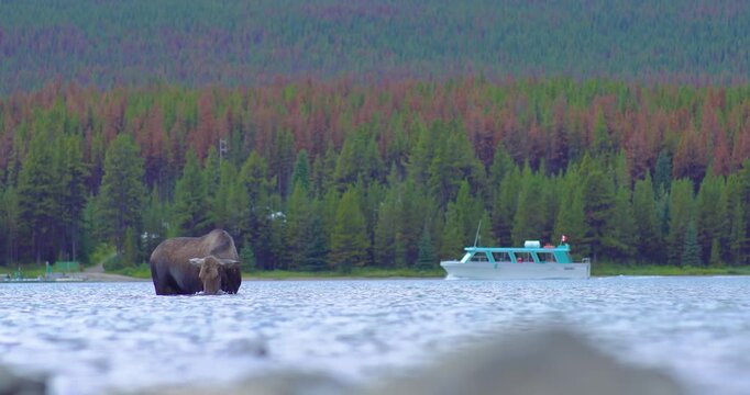 Impressive wildlife footage of a moose drinking from the shore of Maligne Lake in Banff National Park while a tourist boat passes behind. A rare and captivating moment in the Canadian Rockies.