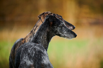 zwei Windhunde blicken in die Ferne