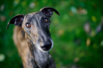 niedliches Portrait von einem jungen Windhund