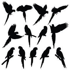 Detailed collection of parrot and macaw bird silhouettes in various flying and perching poses Vector