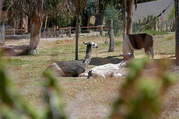 Naklejka premium Camélidos andinos tomando un descanso