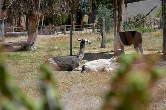 Cam&eacute;lidos andinos tomando un descanso