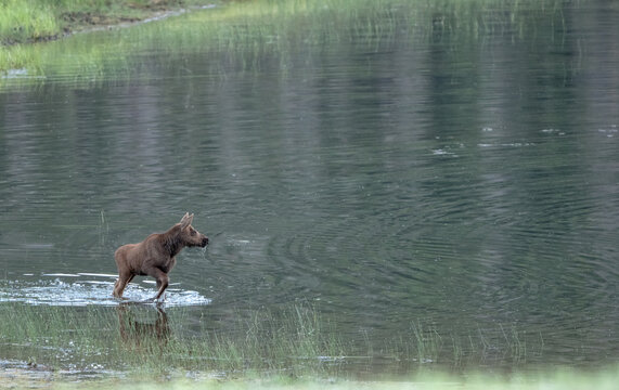 Something Grabs The Attention Of A Young Moose While In A Pond