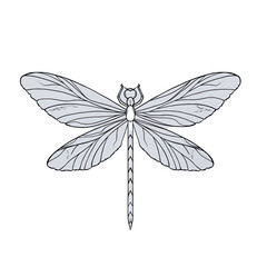 Stylized Dragonfly Icon with Intricate Wing Details Isolated on a Transparent Background Perfect for Nature Branding and Outdoor Adventure Themes