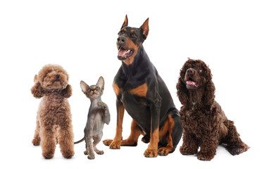 Cute dogs and cat looking at something on white background