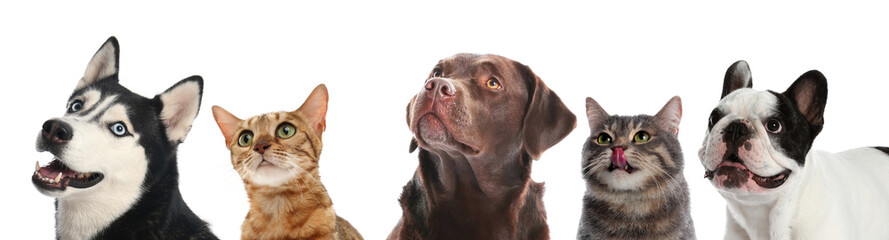 Cute dogs and cats looking at something on white background © New Africa